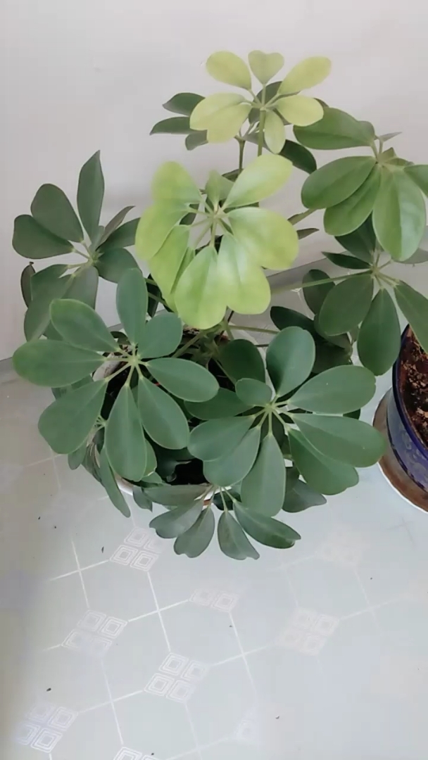 佛手也不开花啊!