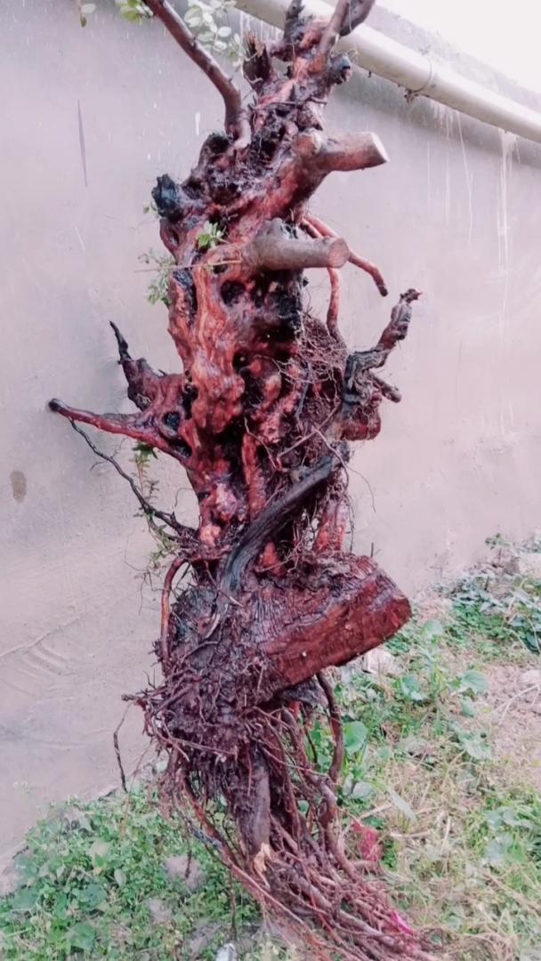 白花映山红老桩,喜欢的关注.