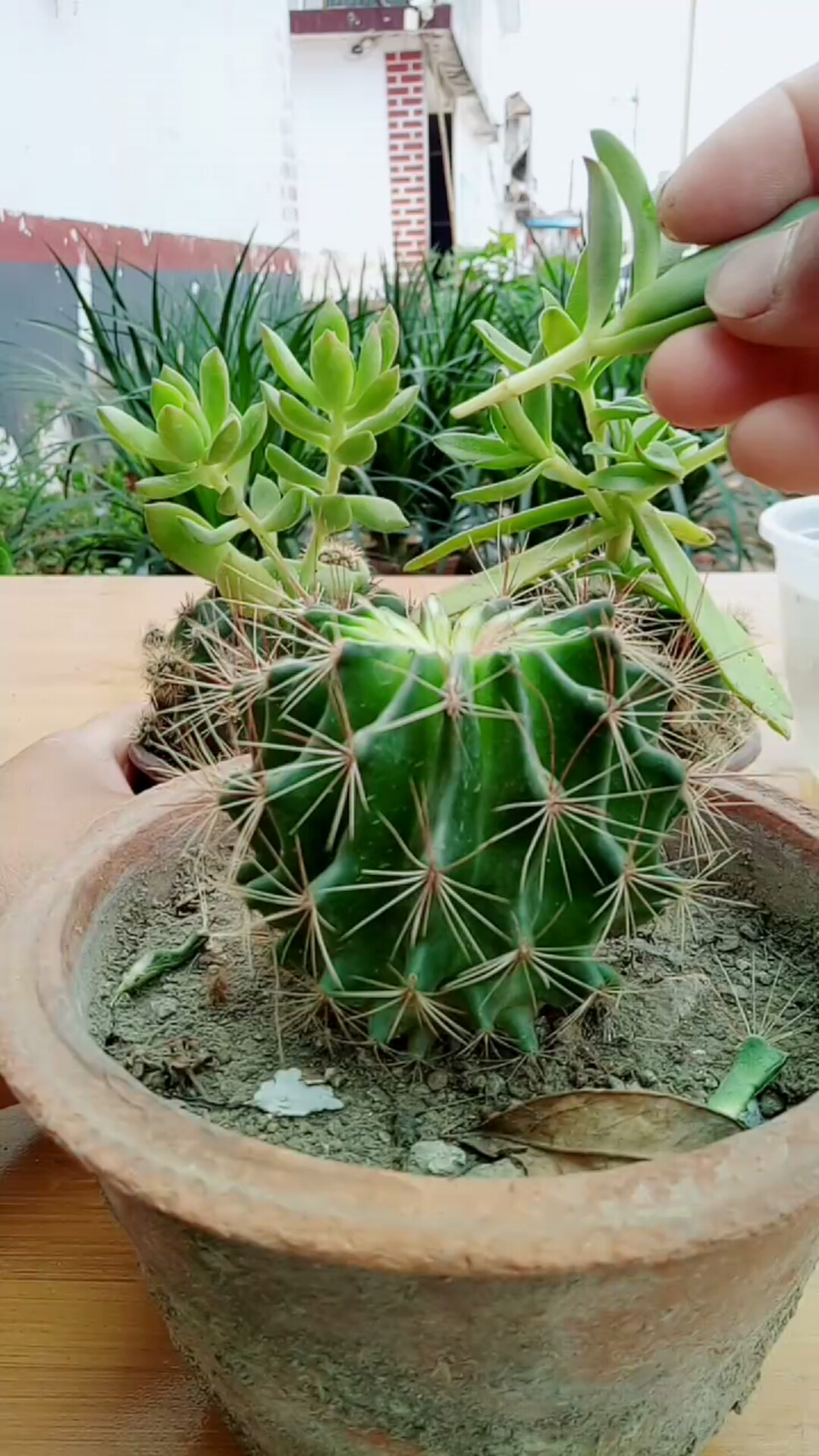 劳动最光荣#仙人球嫁接多肉技术