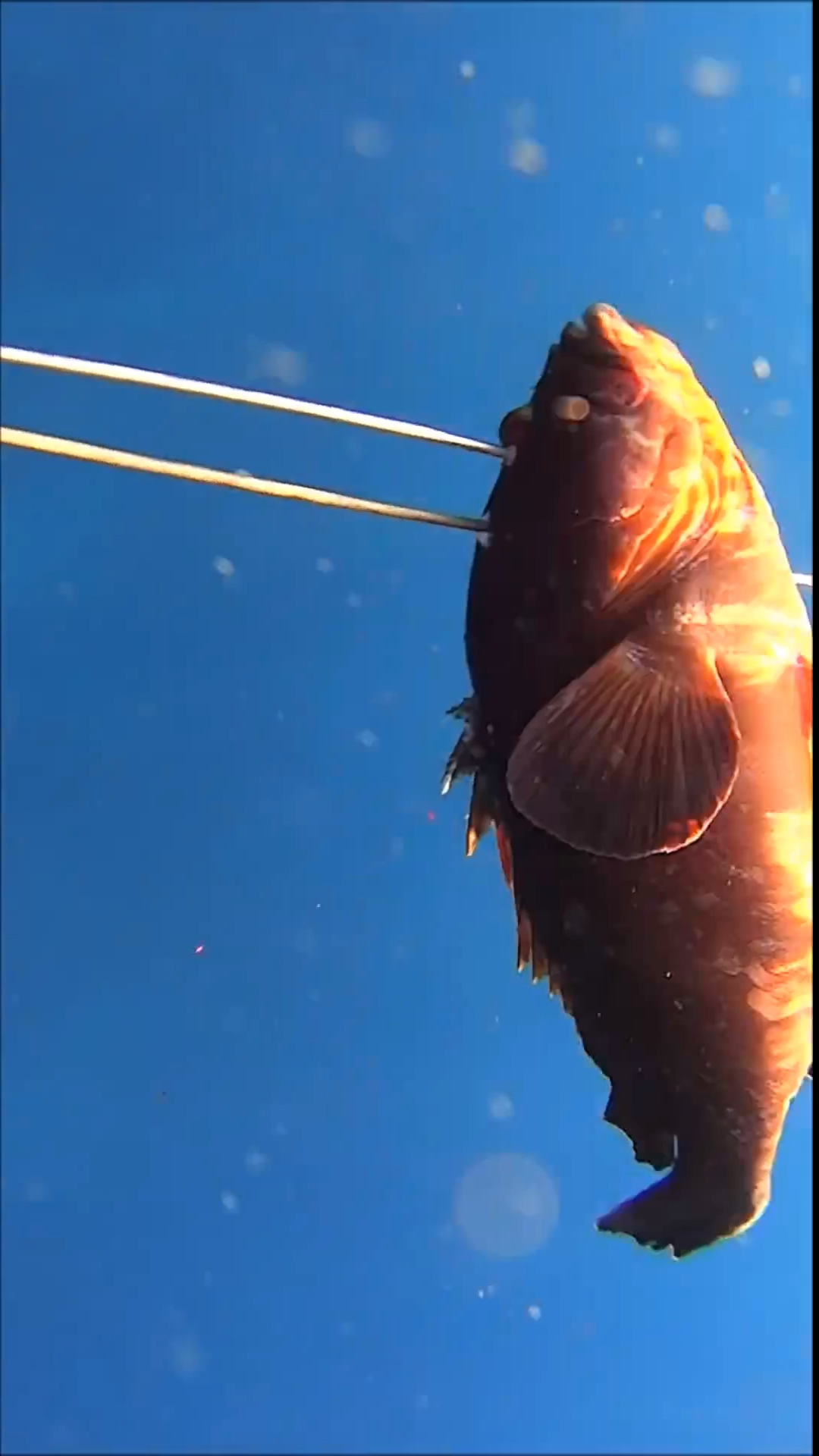 海底捕鱼#想吃什么鱼告诉我,我给你们抓