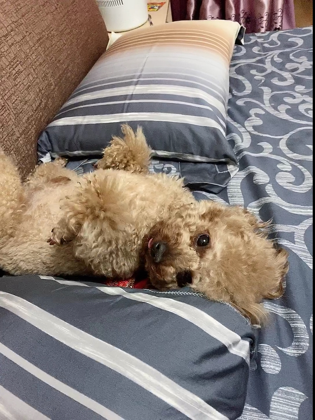 每日萌宠#睡醒起来了