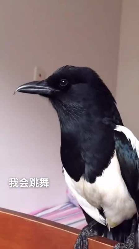 我要上热门会说话的喜鹊只为逗乐而生的喜鹊