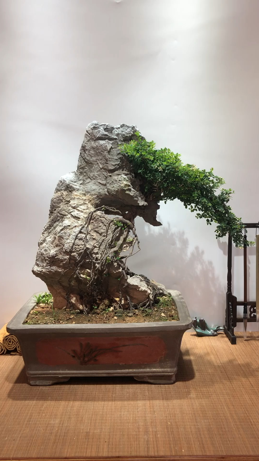 附石铁包金,天然英德石,枝叶茂盛,会开花挂果