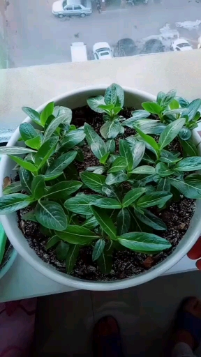 四季梅怎样繁殖?