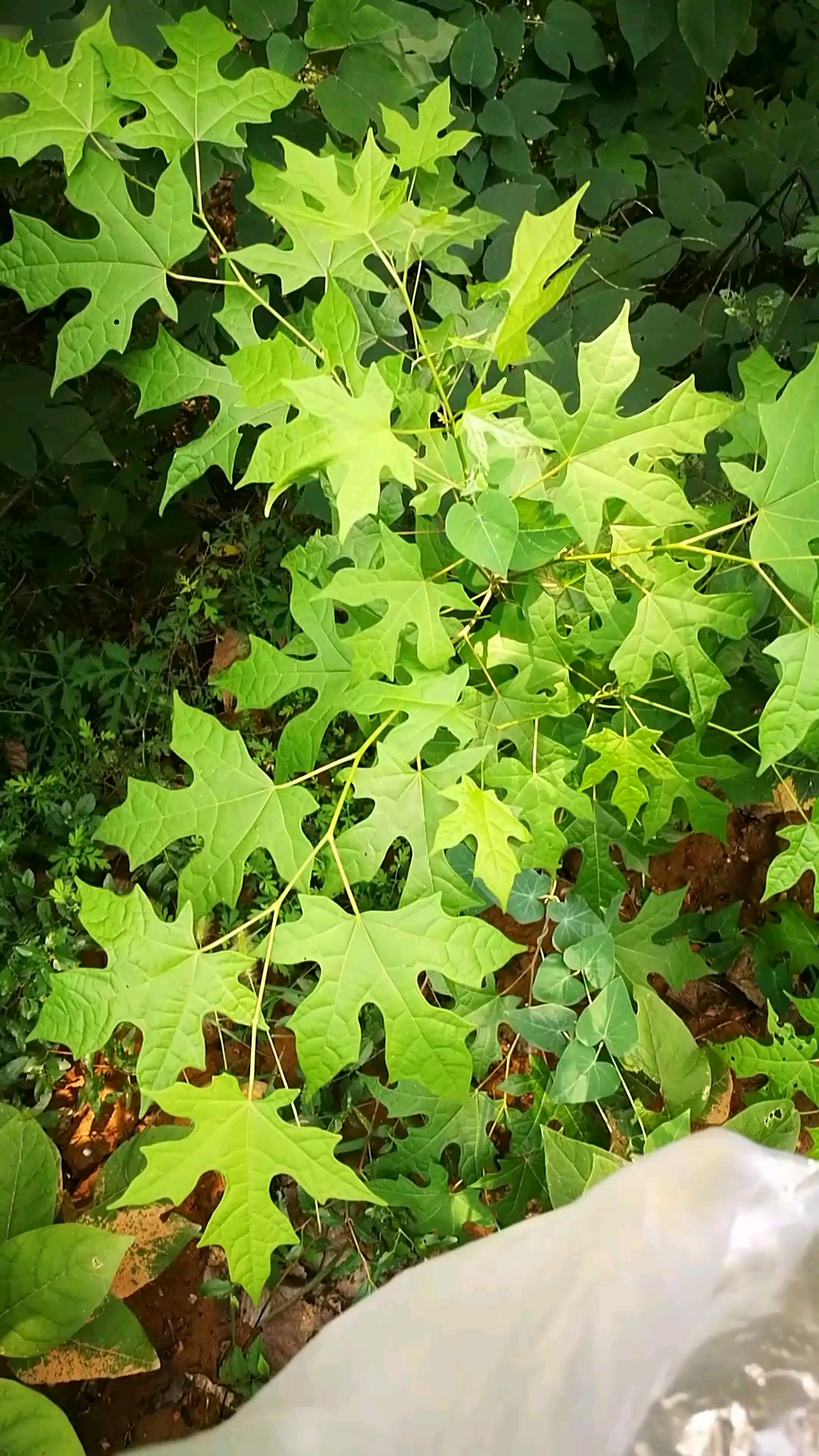 端午#八角枫即瓜木