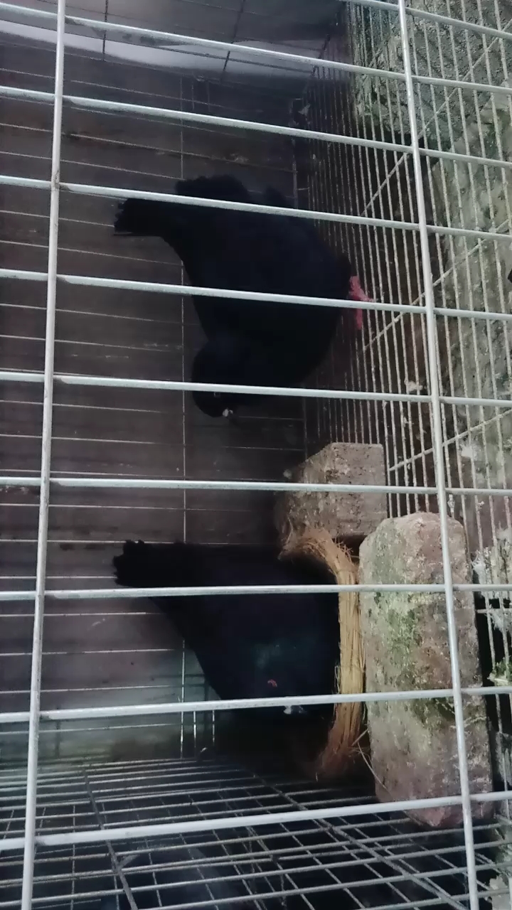 黑色元宝鸽一对