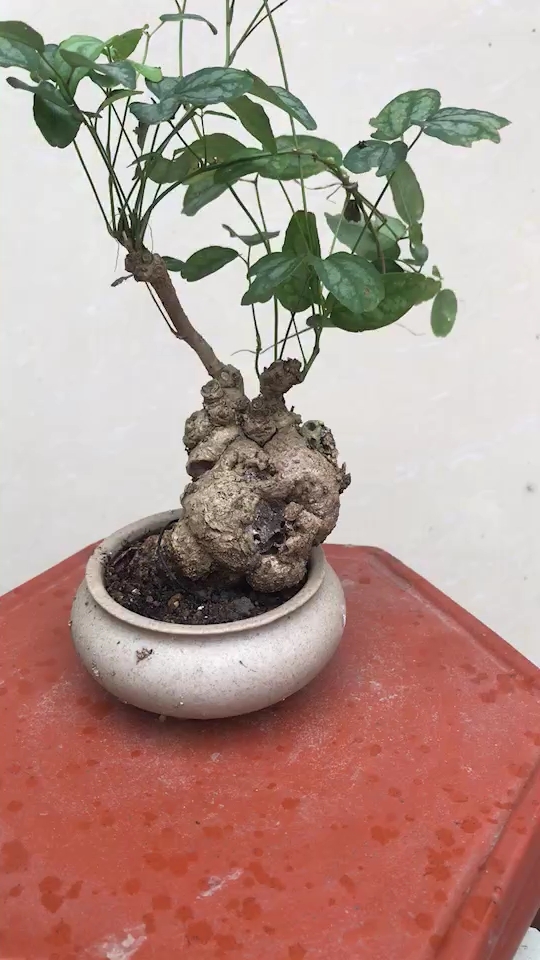 三叶木通,又叫八月瓜!