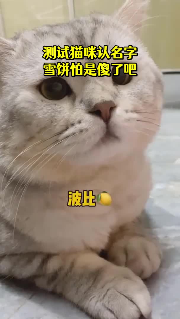 测试猫咪认名字雪饼怕是傻了吧