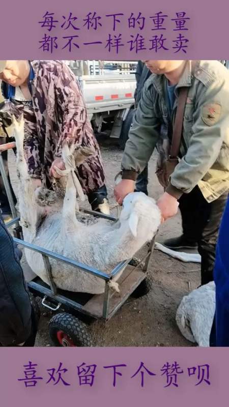 再称一次,再称一次亏的更多,卖羊的急眼了