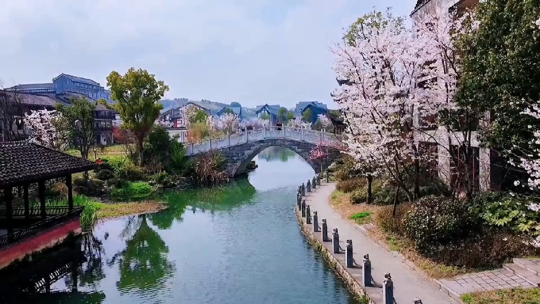樱花#贵州瓮安草塘樱花,你会来吗?
