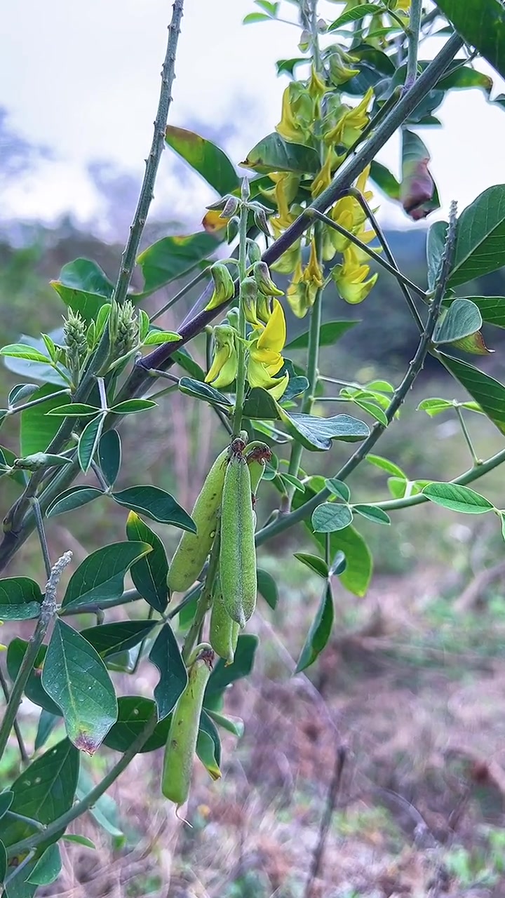 这种植物你见过吗我们叫响铃草你那叫什么呢