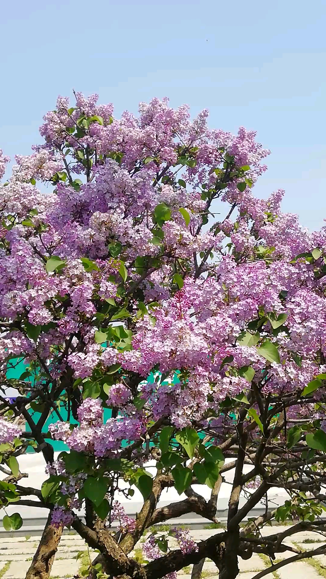 美丽新中国#好大的一棵丁香树