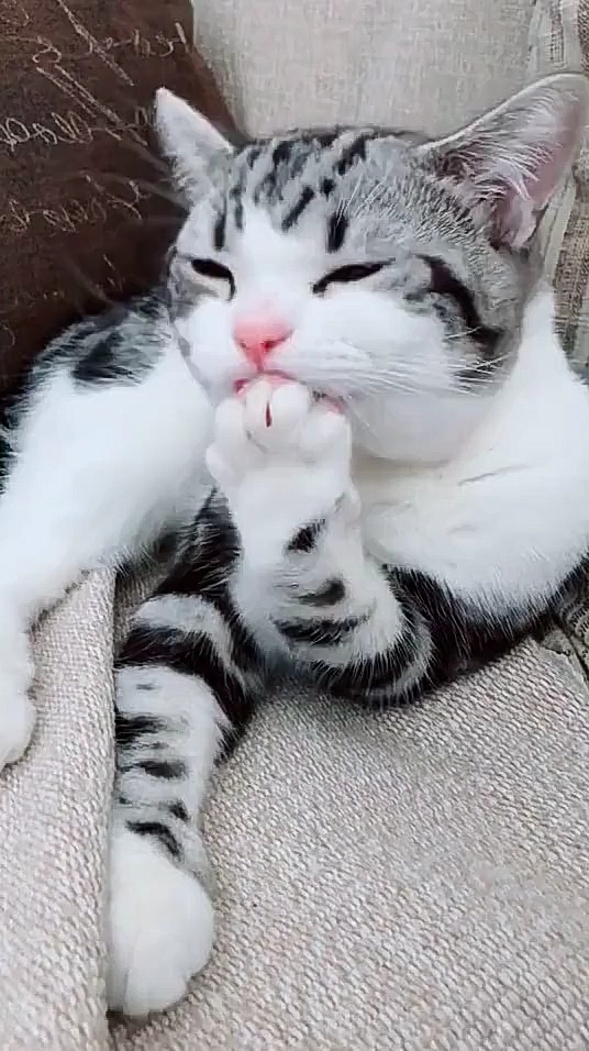 神宠来袭#就爱舔爪子