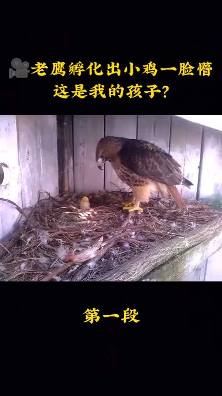 老鹰回忆:我小时候也长的不是这样的呀,这么小,而且羽毛颜色也不对,也