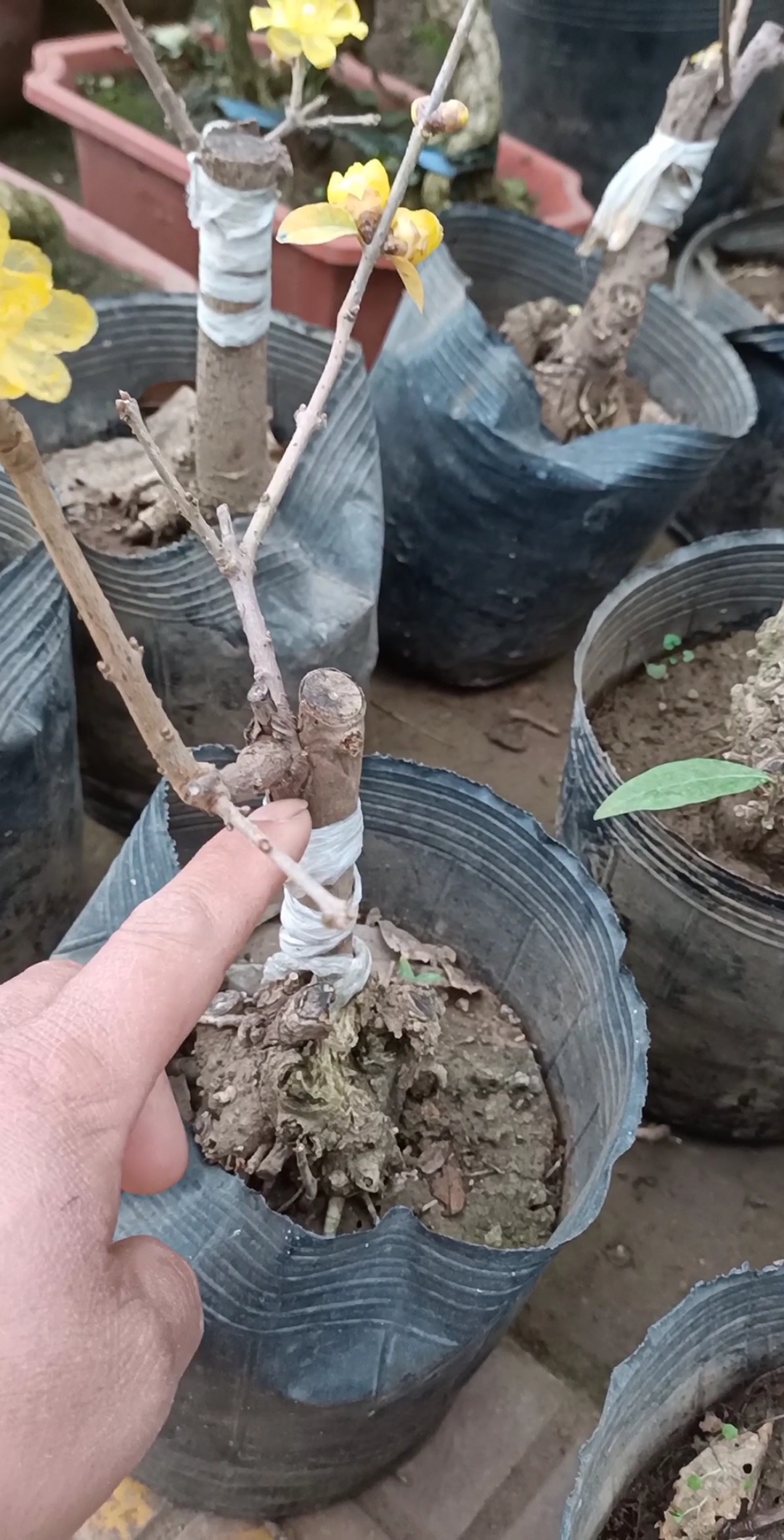 嫁接技术#芽接素心腊梅,张式不错,你喜欢吗?