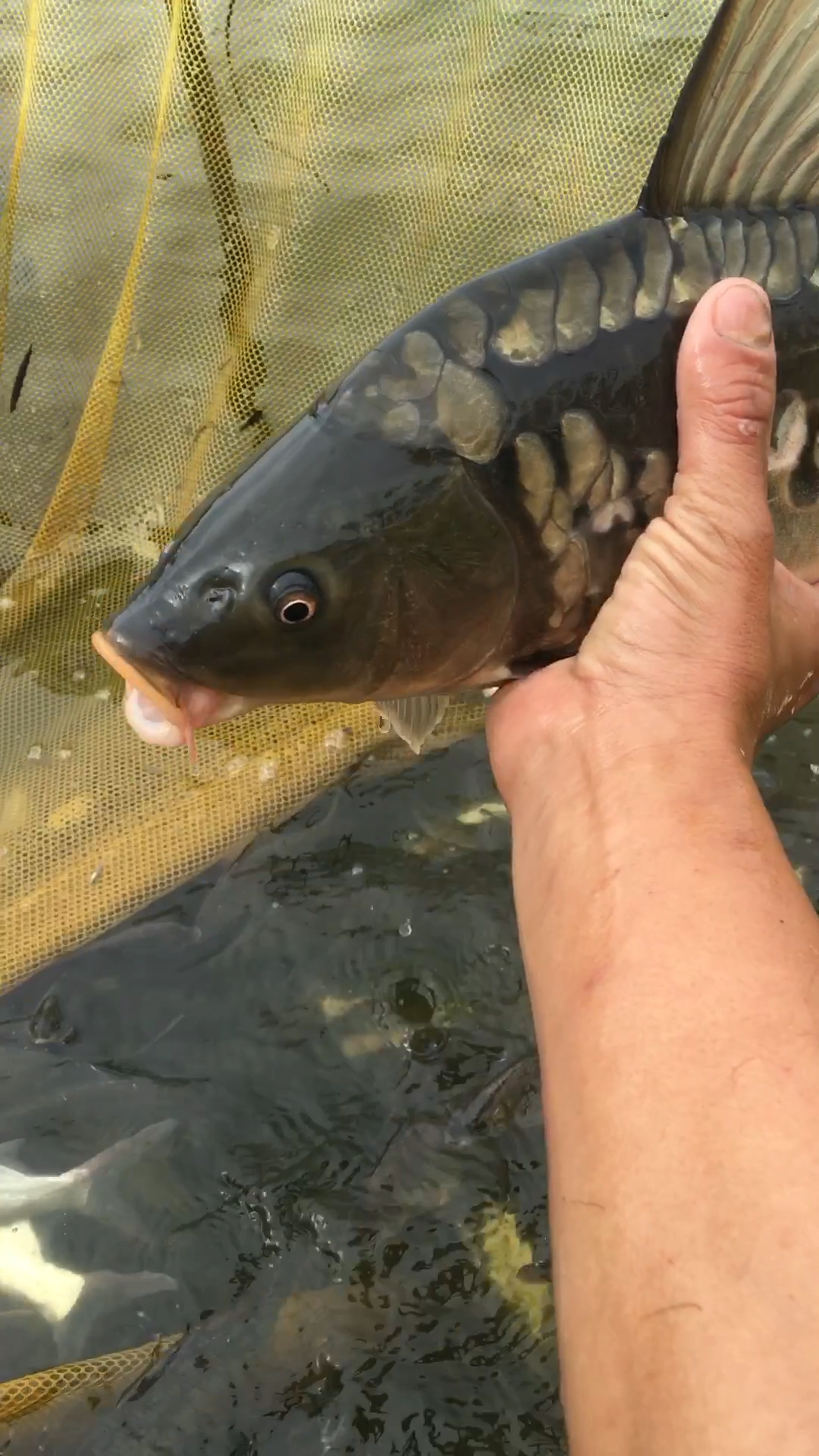 哇这鲤鱼漂亮我们这叫镜鲤
