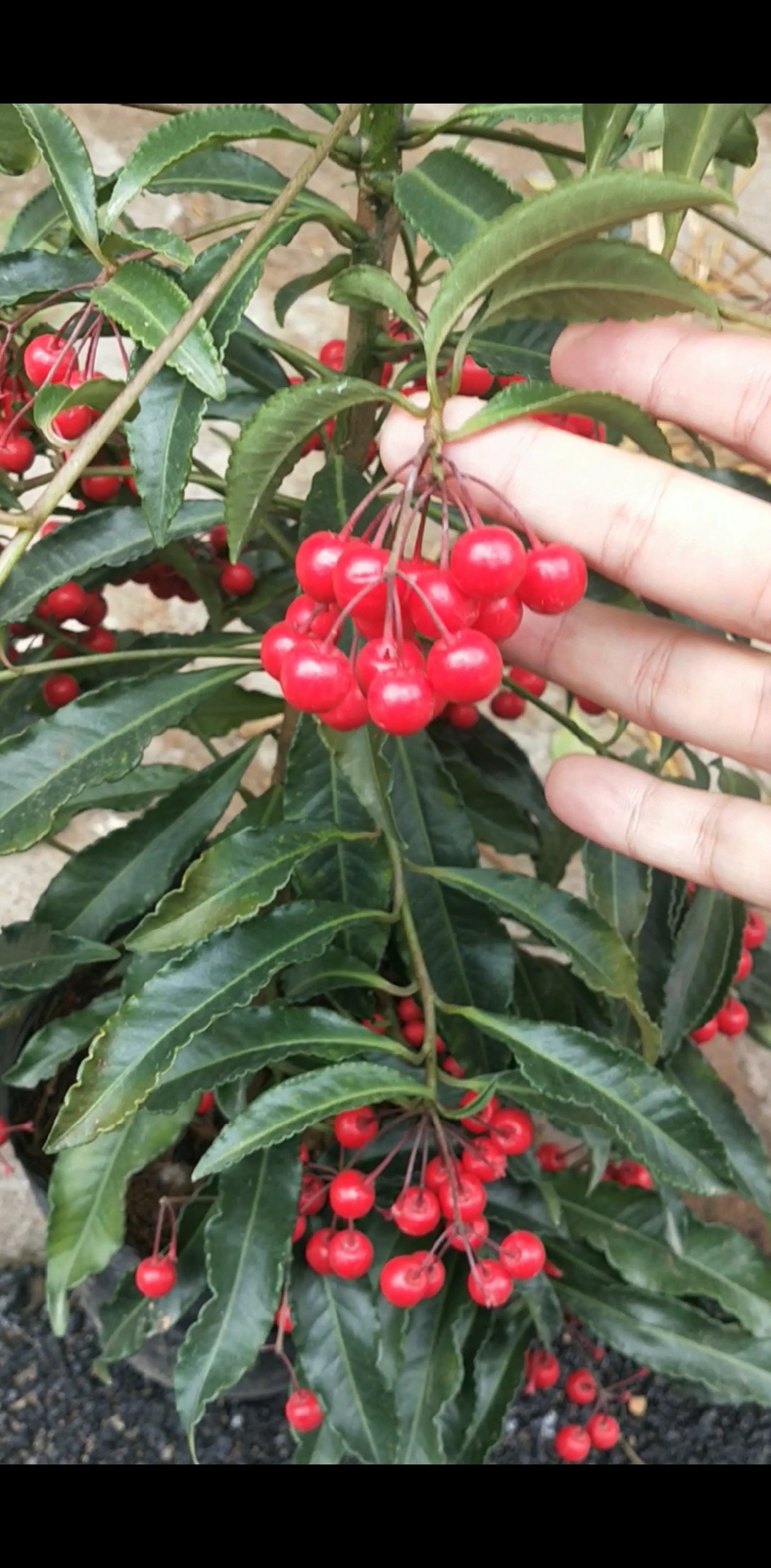 认识中草药#农村这种叫朱砂根的植物你见过吗?