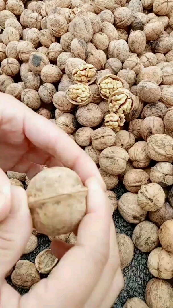 这核桃皮薄又好吃!