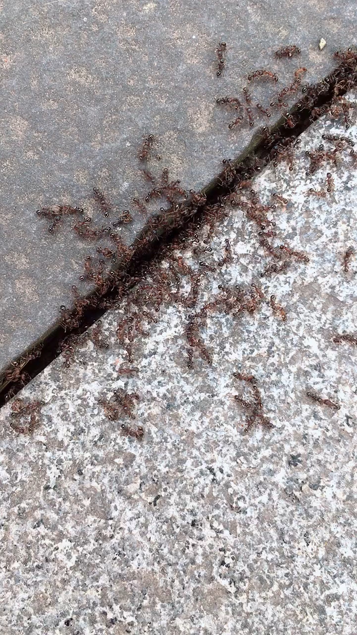 蚂蚁搬家,要下雨了