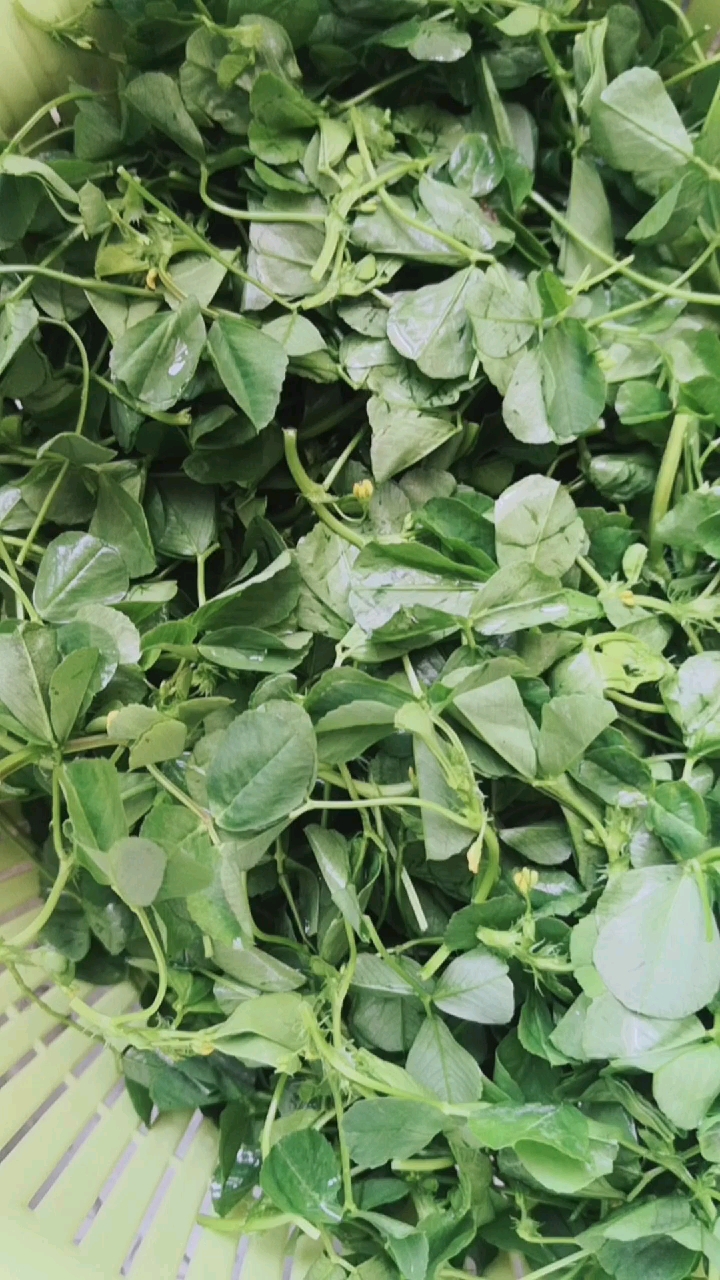 戏精大pk#苜蓿头,野生,可食