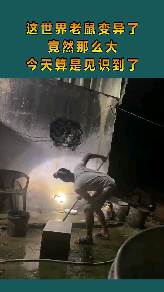 这世界老鼠变异了,竟然那么大,今天算是见识到了!