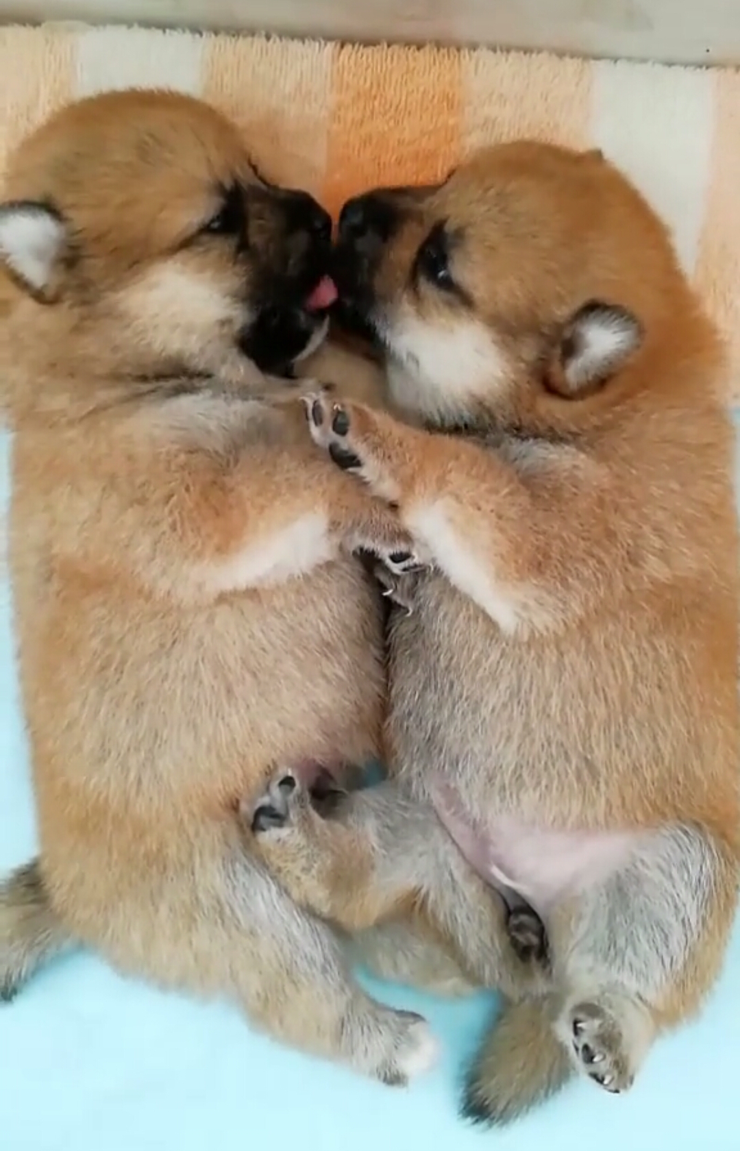 两只柴犬宝贝在干嘛?