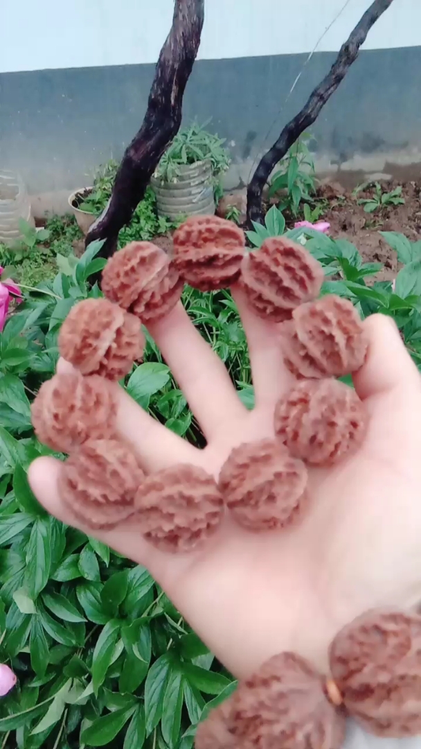 秦岭野生灯笼核桃手串