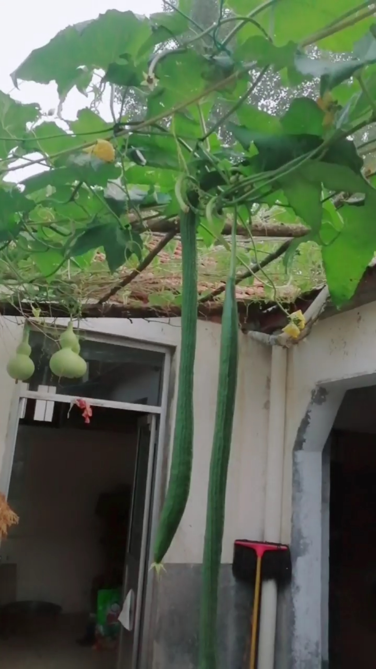 丝瓜藤,肉豆须