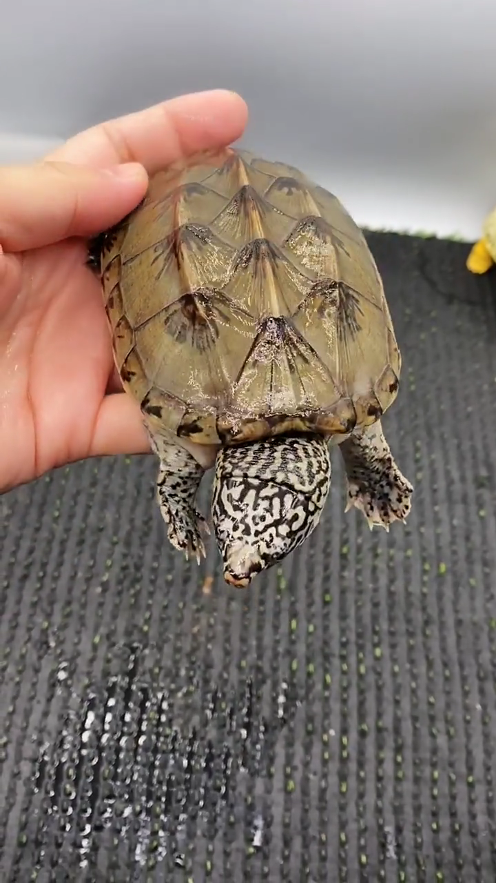 比较好养的几种蛋龟