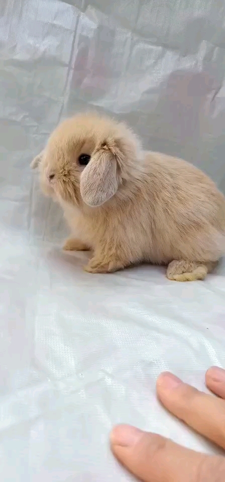 黄色短毛垂耳兔子