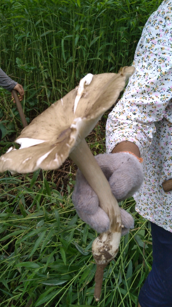 三大菌《磨姑》