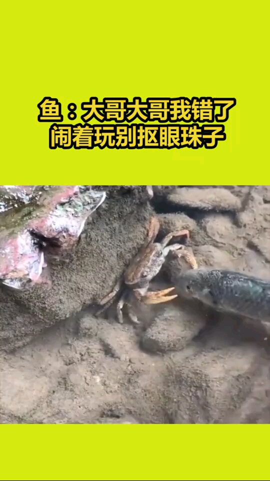 闹着玩扣眼珠子图片