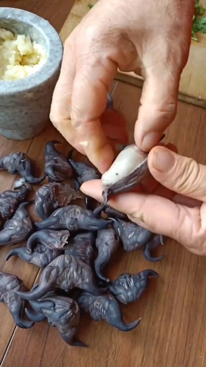 这种长得像牛角一样的果实,我还是第一次见,长见识了!