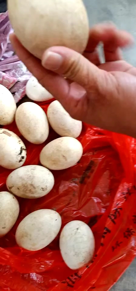 今天上山里在土地下发现的蛋,是蛇蛋