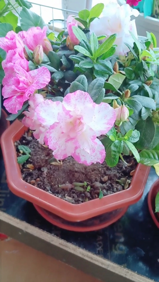 这就开了,杜鹃喷砂