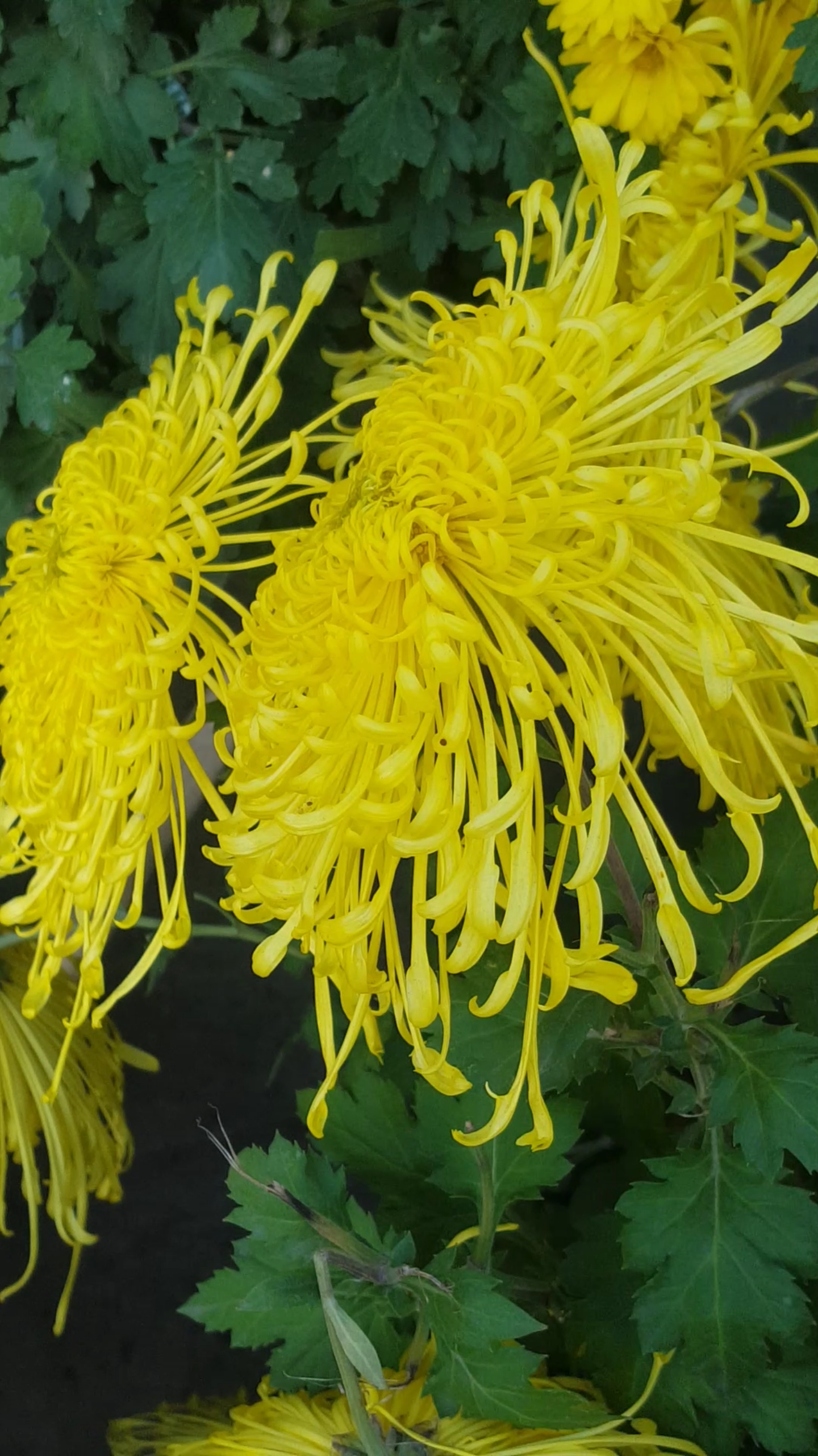 小年#多姿多彩的漂亮菊花美丽动人!