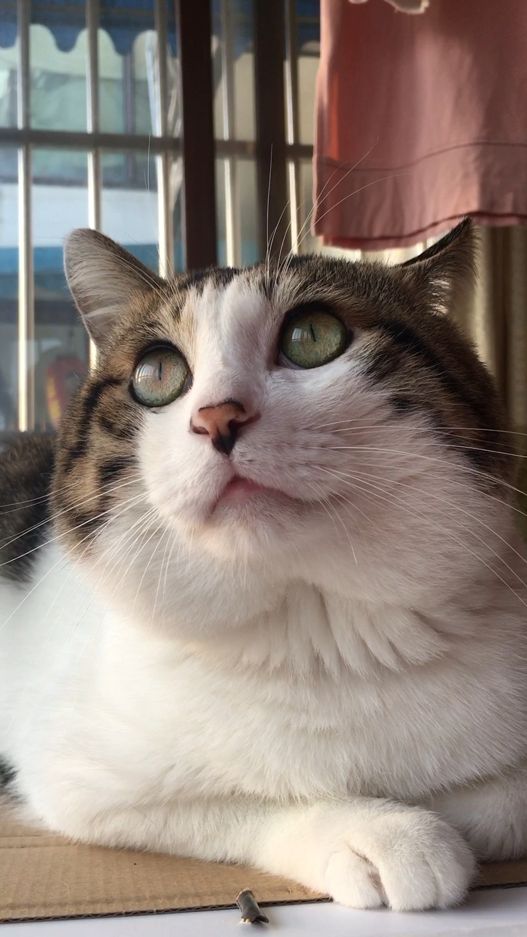 好大的眼睛大脸猫