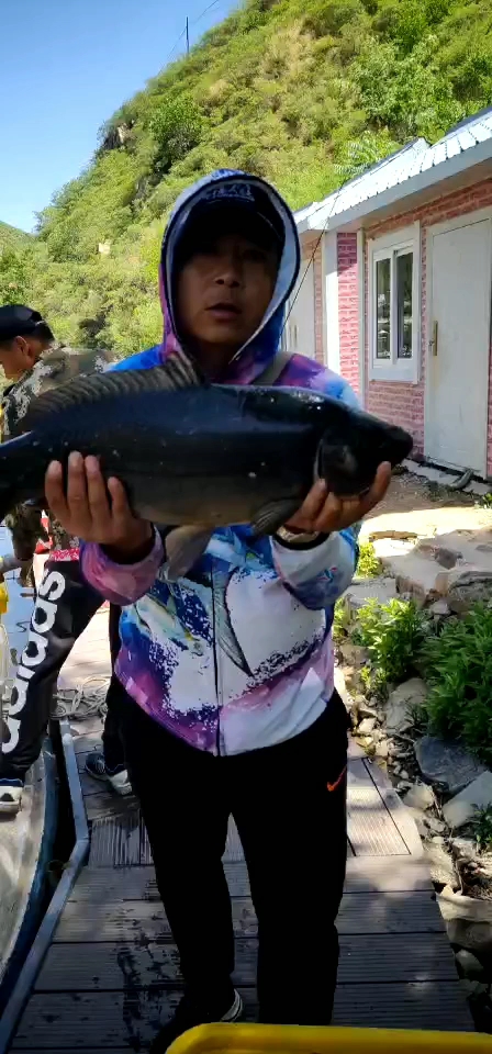 民间艺术#三坡湖二十二种鱼之一鸭绿江黑背大框鲤又称小猪.