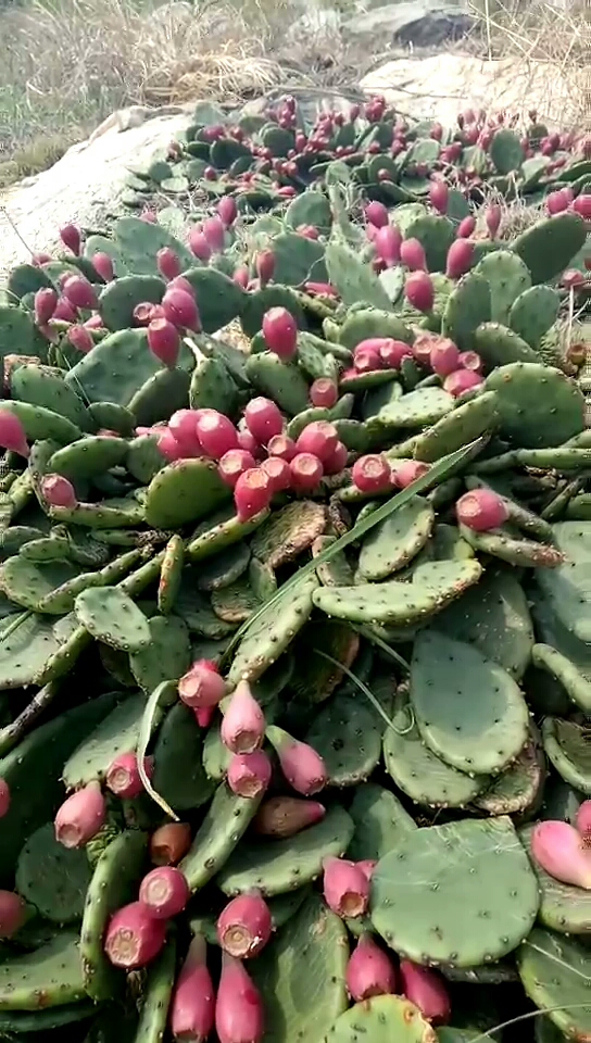 纯野生的仙人掌果
