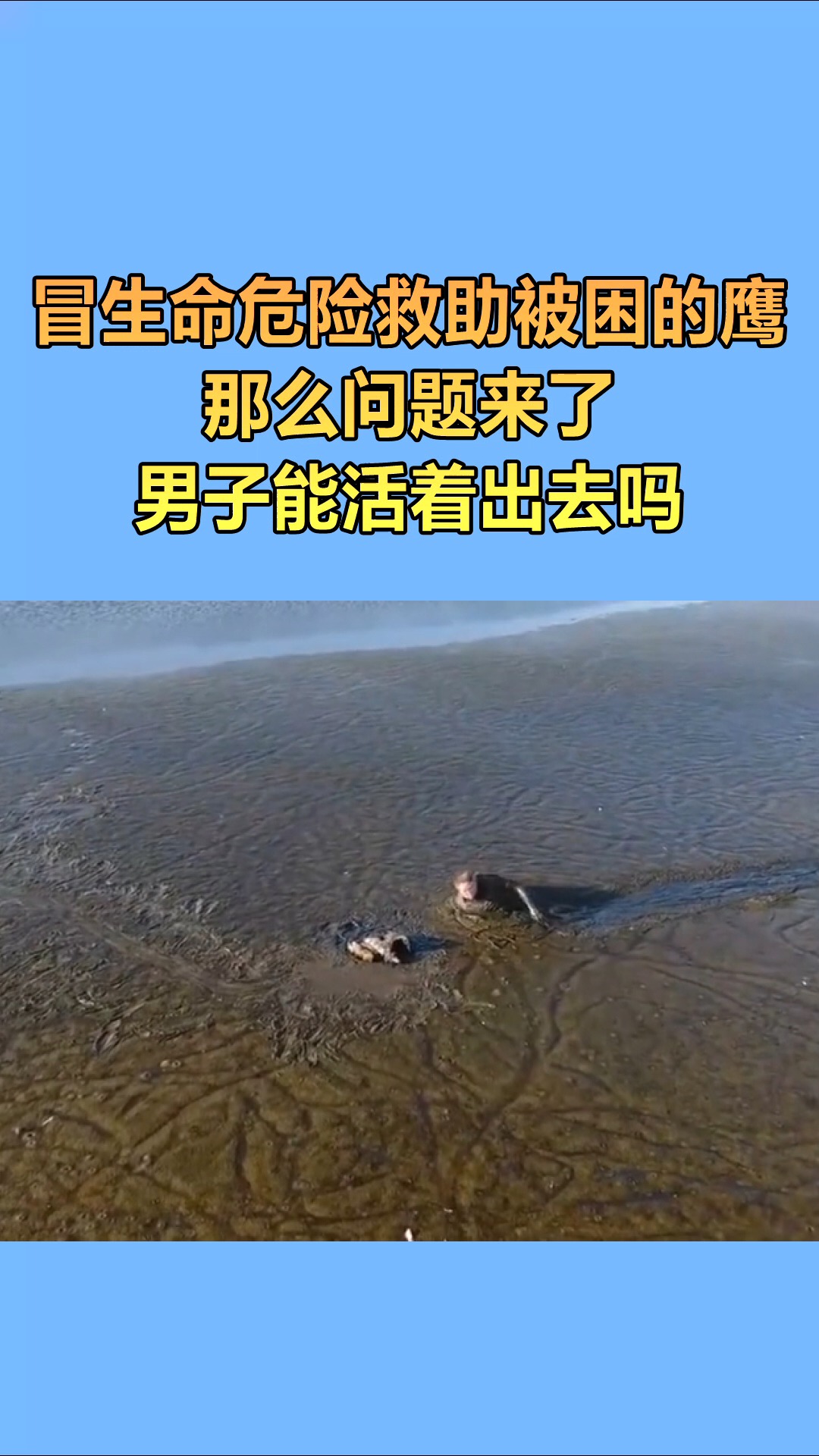 我要上热门#冒险救助深陷沼泽的鹰,那么问题来了,这要怎么回去呢