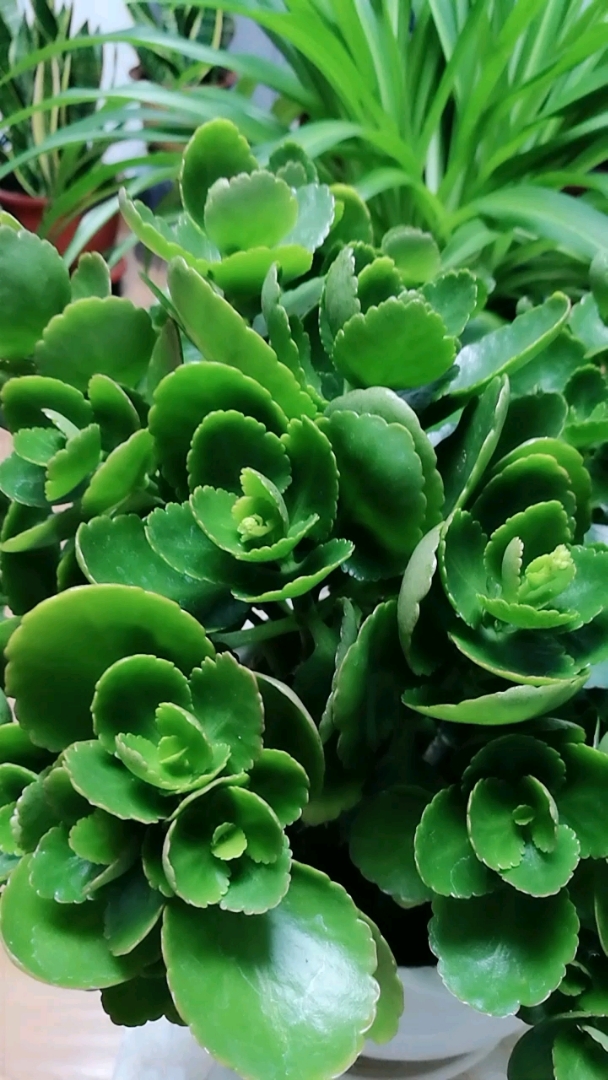 我的长寿花,我的绿巴黎,打花苞了,你看见了吗