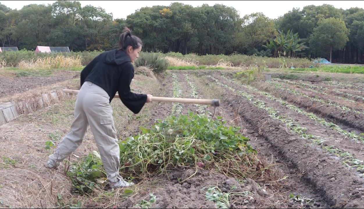 田间地头 #劳动者是最美的人 #干活我是认真的 #田园生活 #农田风景