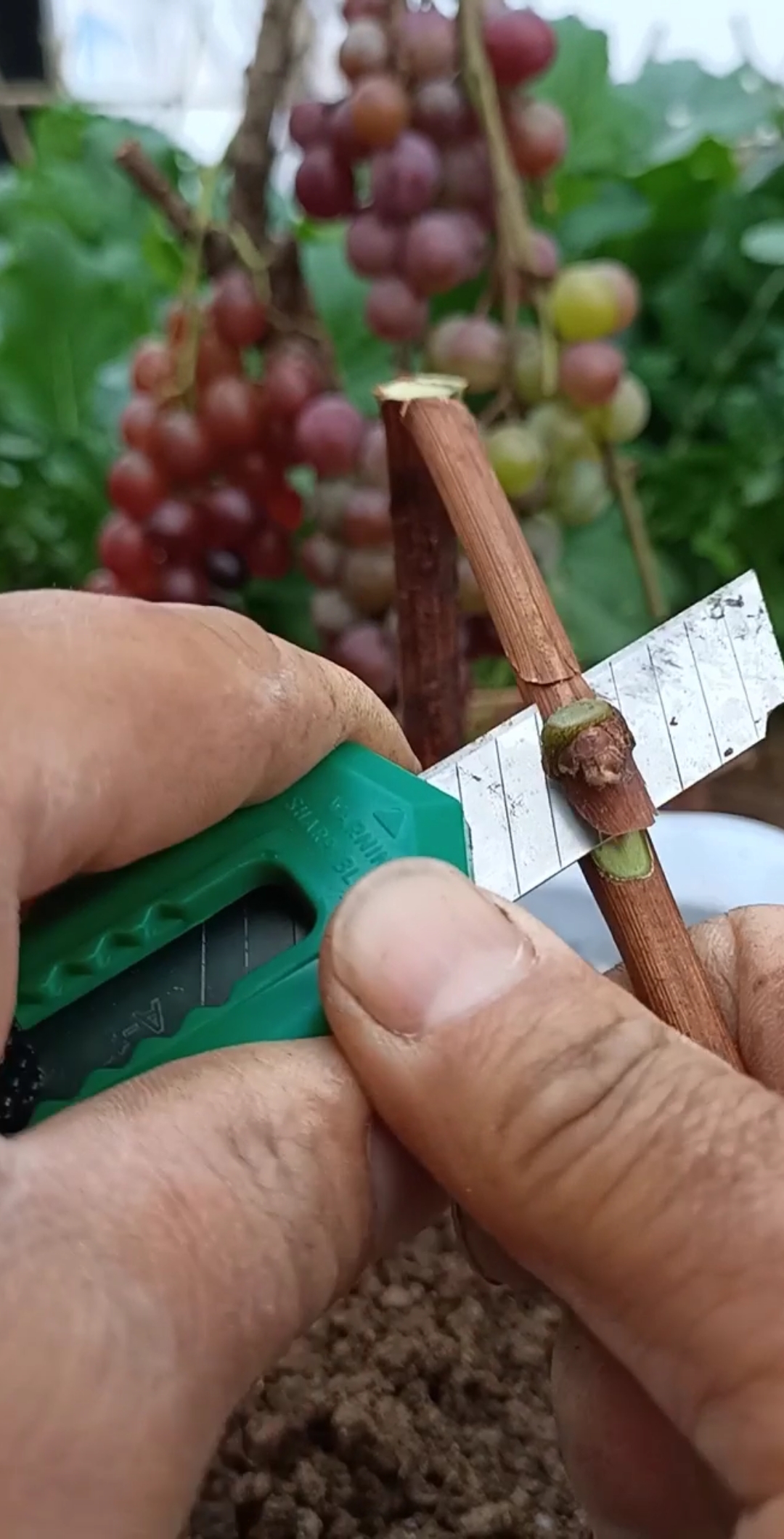 嫁接高手#芽接双葡萄技术,成活率百分之百