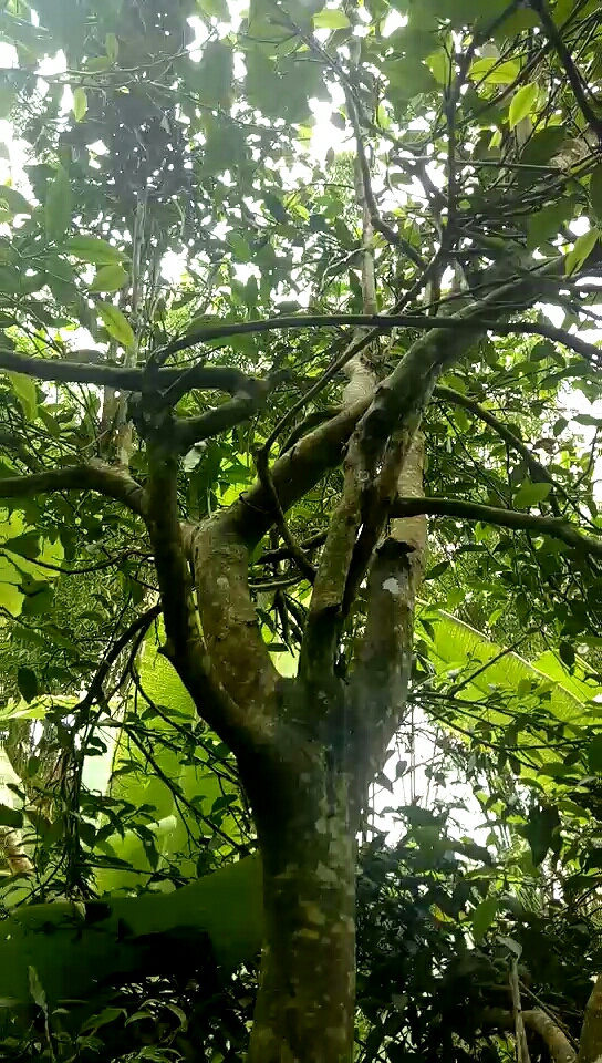 一棵百年茶树!