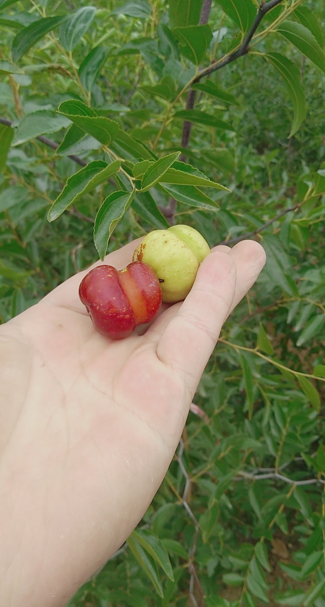 葫芦枣,你见过吗