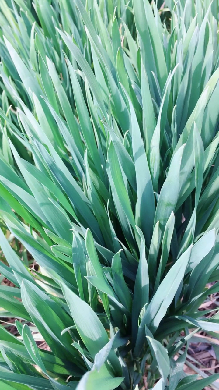 绿油油的,猜猜是什么