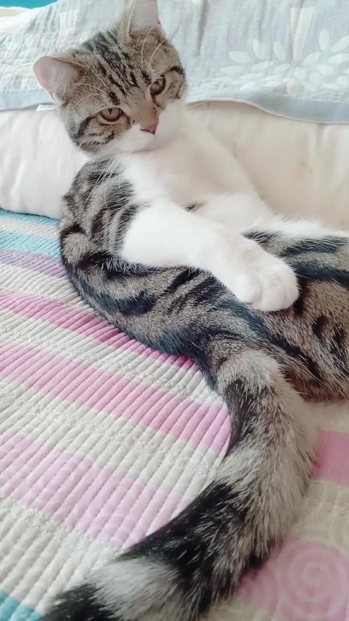 你们看着过这小猫这么大的尾巴.