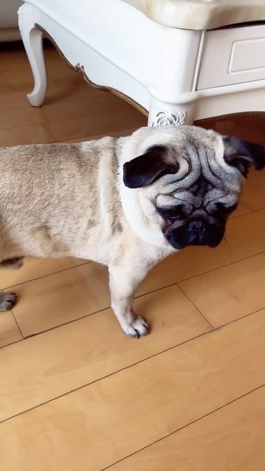 训练有素的巴哥犬