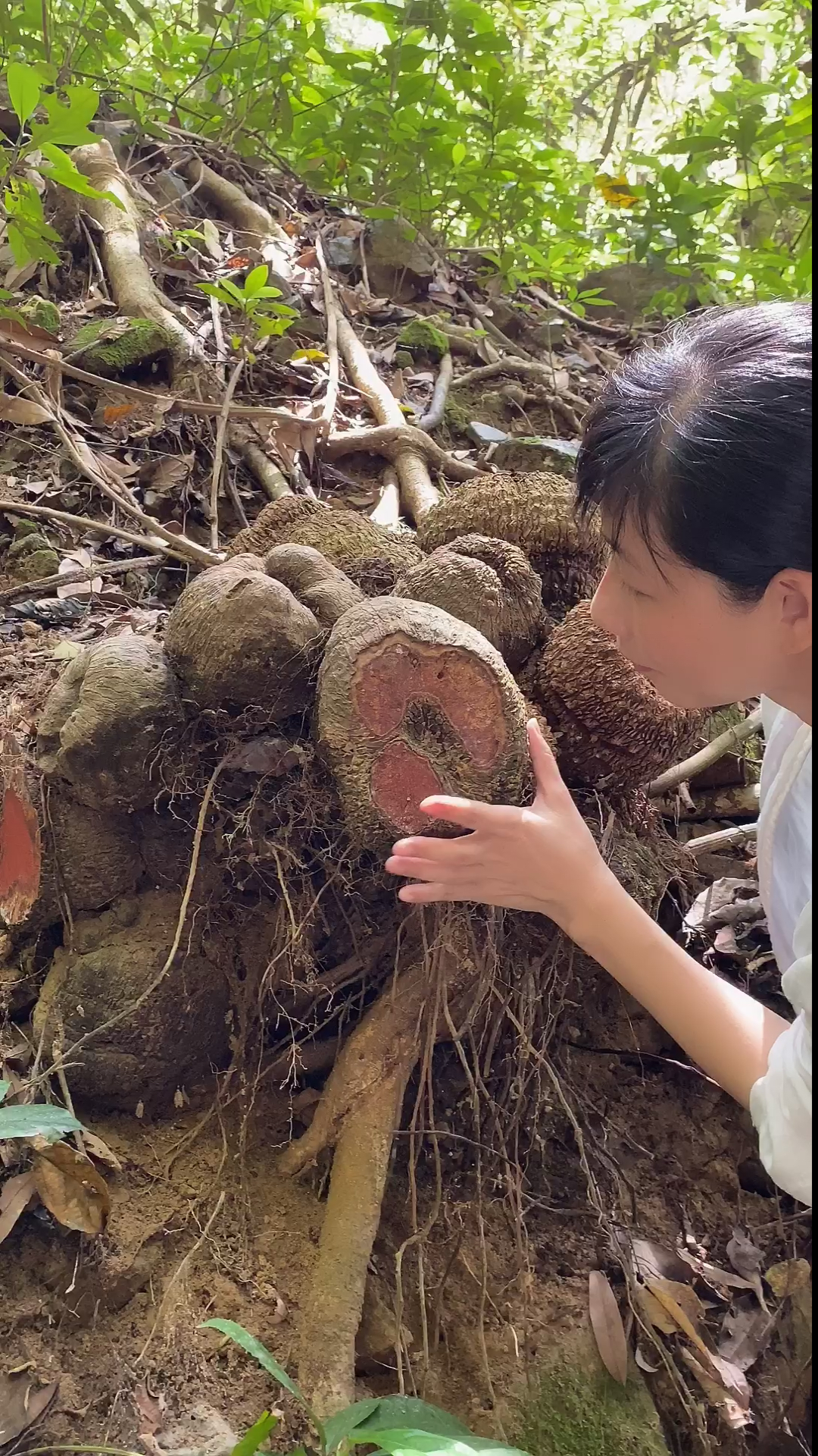 比我頭還大的野生薯莨