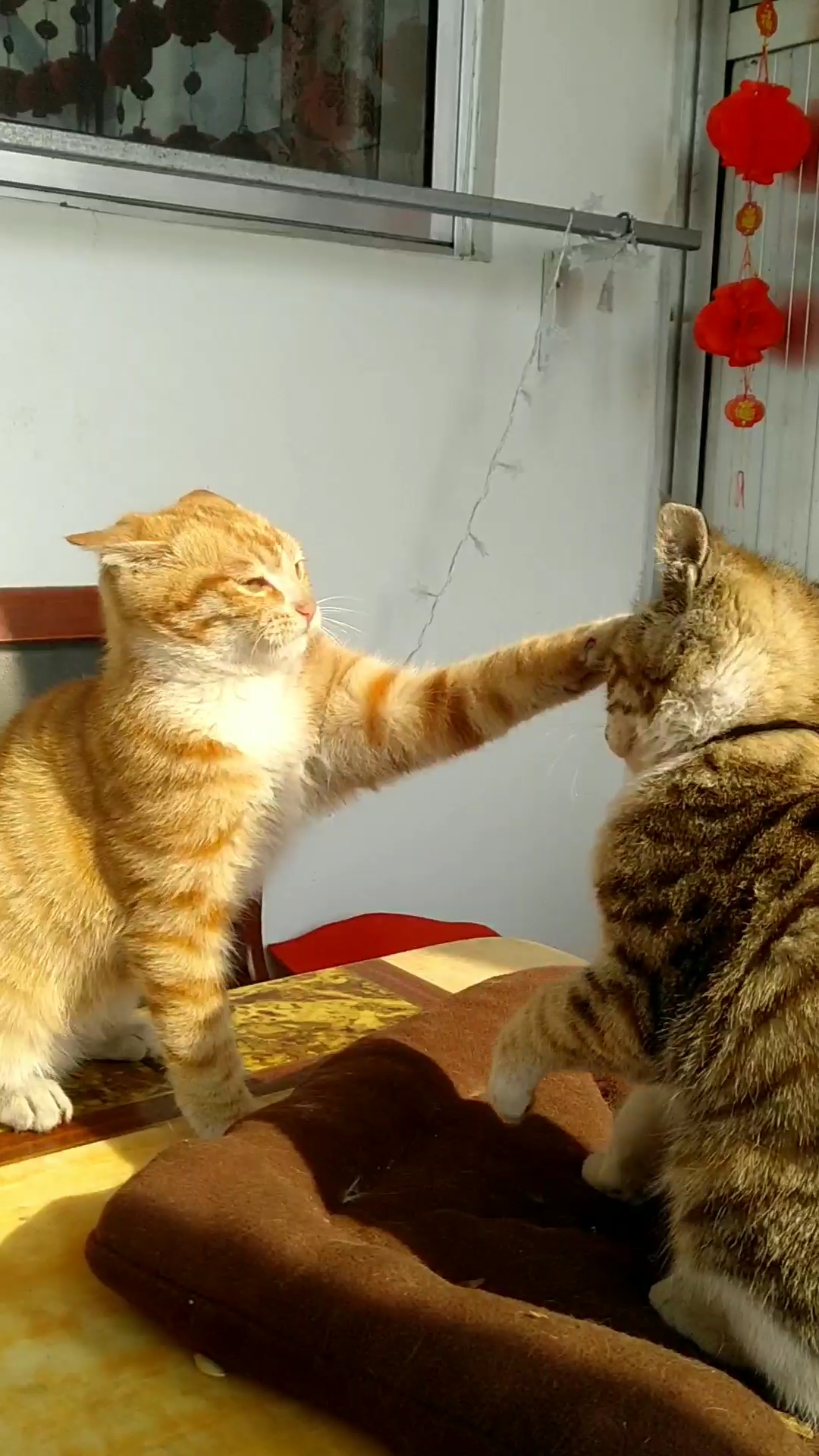 生活终于对我这只小猫咪下手了